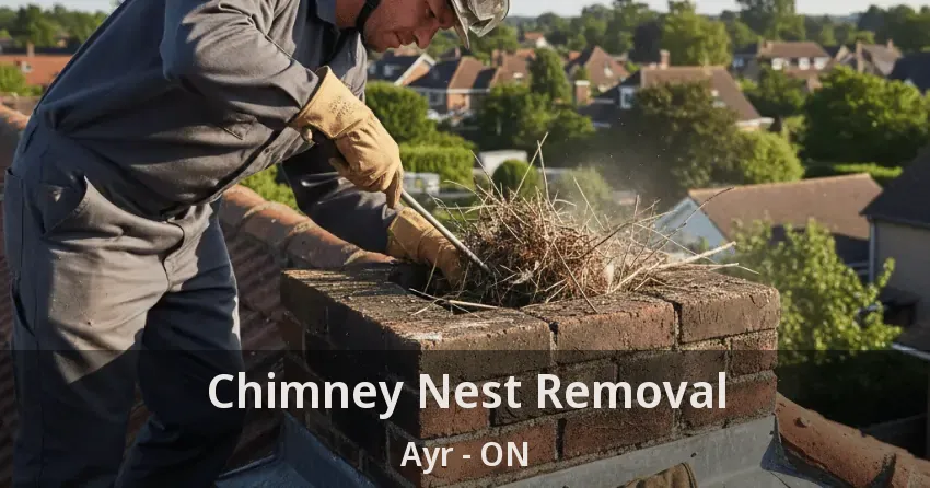 Chimney Nest Removal Ayr - ON Chimney Nest Removal Ayr - ON