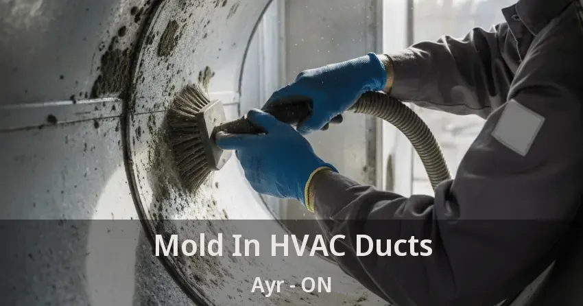 Mold In HVAC Ducts Ayr - ON